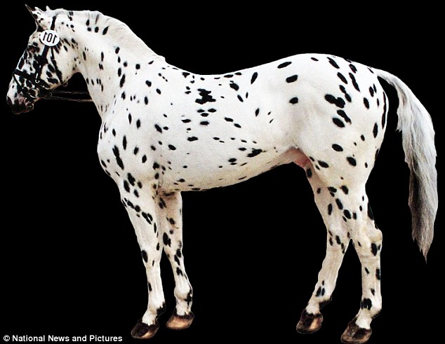 In the flesh: Dalmatian horses are now much more common 