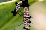 gypsy moth, gypsy moth caterpillar, virus, viral infection, zombie insect, baculovirus, 