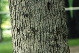 gypsy moth, gypsy moth caterpillar, virus, viral infection, zombie insect, baculovirus, 