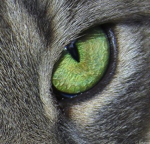 cathead